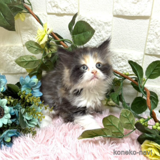 販売中の埼玉県のスコティッシュフォールド-117568の2枚目